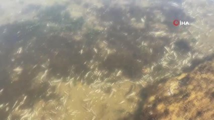 İspanya kıyılarında tonlarca balık öldü