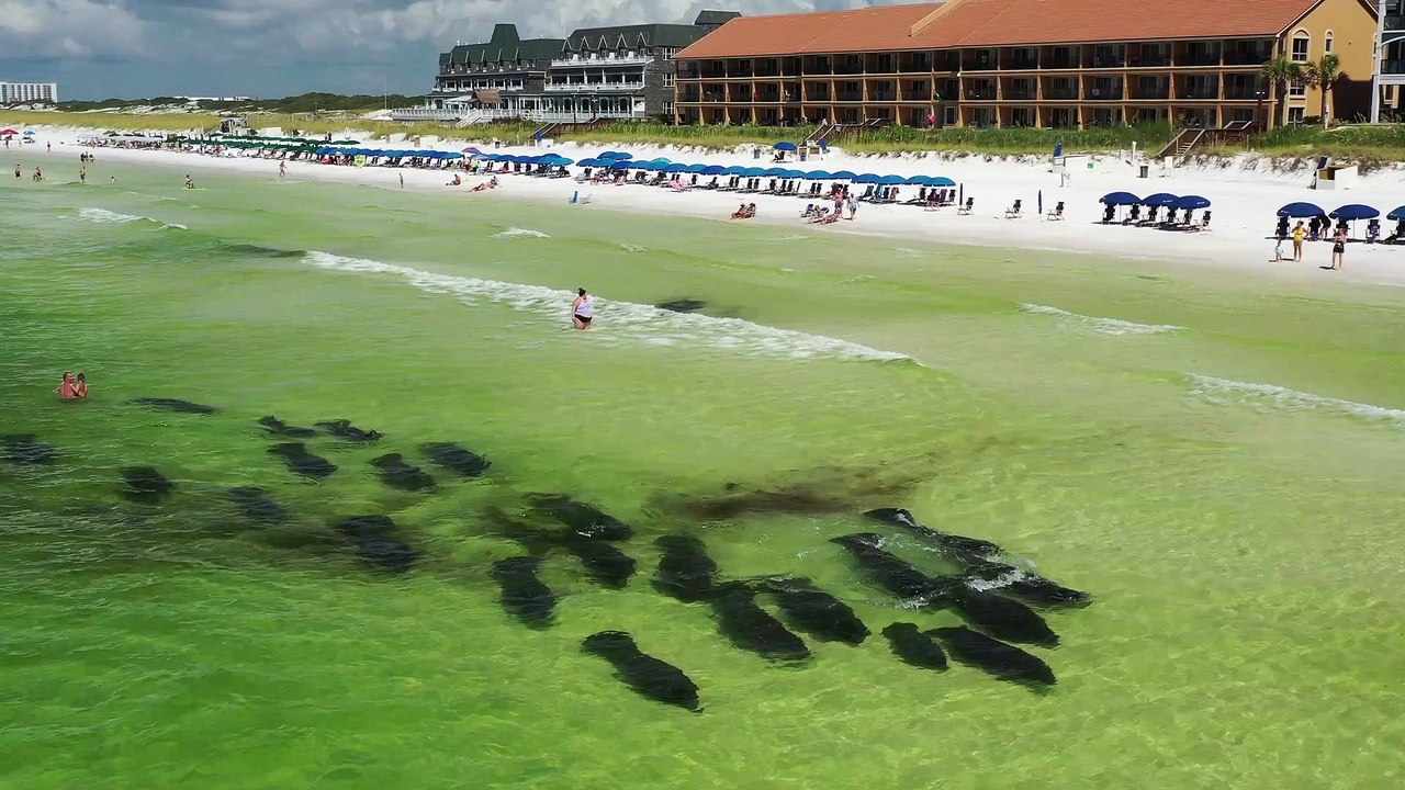 Manatee Parade