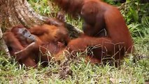 Orangutan Kawin