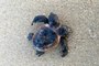 A Rare 2-headed Loggerhead Turtle Was Found Alive at North Carolina's Cape Hatteras National Seashore