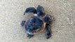 A Rare 2-headed Loggerhead Turtle Was Found Alive at North Carolina's Cape Hatteras National Seashore