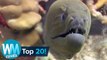 ¡Top 20 Criaturas más MORTALES del Océano!