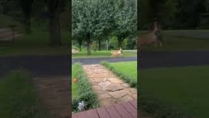 Dog Responds to Squirrel Spotting Call