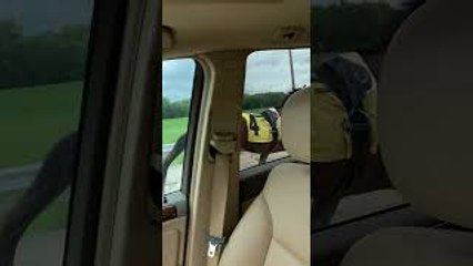 Escaped Racehorse Runs Down Expressway