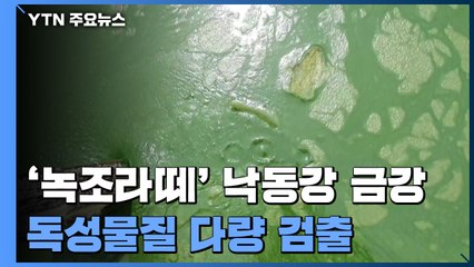 "'녹조라떼' 낙동강·금강서 '청산가리 100배' 독성물질 다량 검출" / YTN