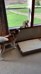 Vocal Husky Pleads for Feline Friendship