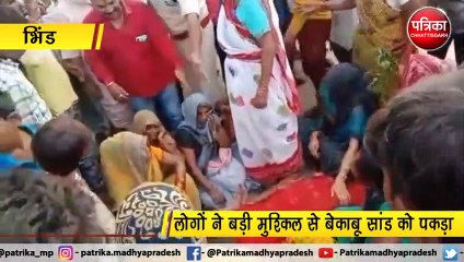 video story: आवारा सांड ने ली महिला की जान