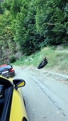 Relaxing Bear Kicks Back for a Tummy Scratch