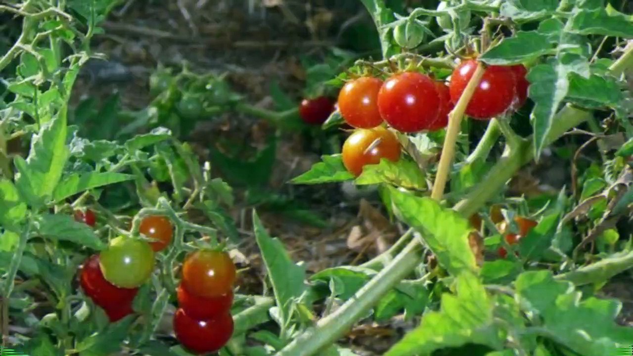 Germina tomatito de monte (Lycopersicon Esculentum, Var. Cerasiforme)