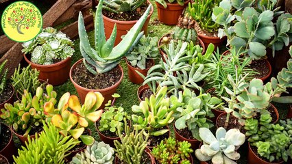 Hermosas SUCULENTAS fáciles de cultivar 2021