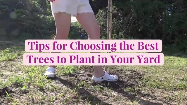 Tips for Choosing the Best Trees to Plant in Your Yard