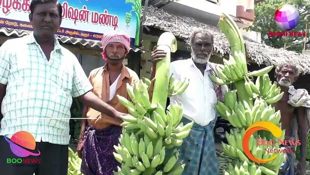 #BOOMINEWS | கரூரில் முதன்முறையாக 7 அடி உயரம் கொண்ட கற்பூரவள்ளி வாழைத்தார்கள் ஏலம் ! |