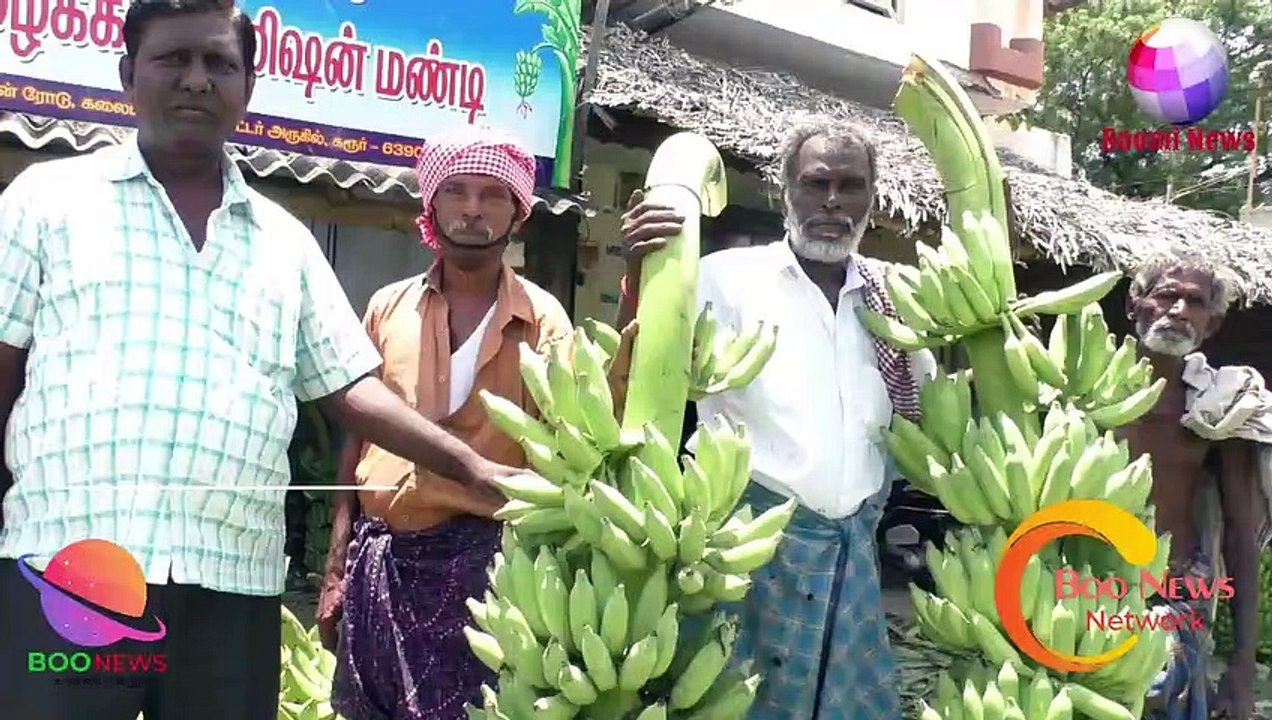 #BOOMINEWS | கரூரில் முதன்முறையாக 7 அடி உயரம் கொண்ட கற்பூரவள்ளி வாழைத்தார்கள் ஏலம் ! |