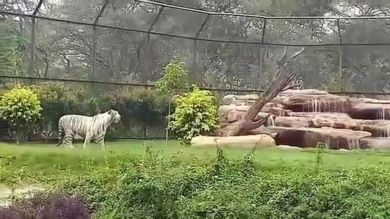 इंद्रोडा पार्क के खुले आसमान वाले आवास में विचर...