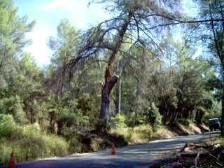 Elagage casseur floteurs