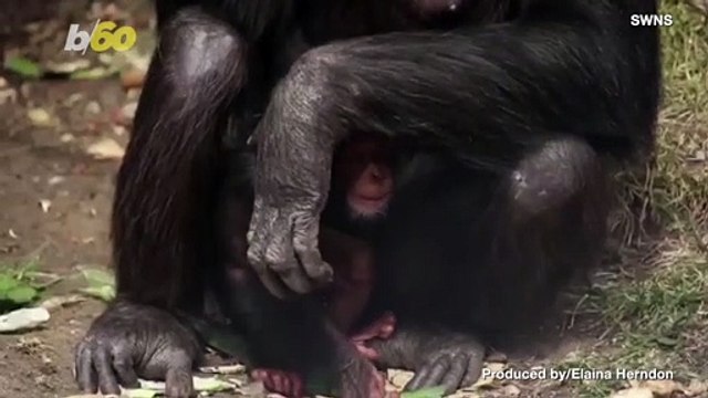 This Chimp Cuddling Is So Adorable, You’ll Have to Watch it Twice