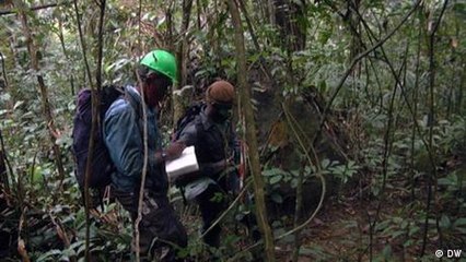 Camerún: conservación de gorilas en el bosque de Ebo