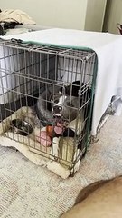Dog in Kennel Turns Derpy After Neuter Surgery
