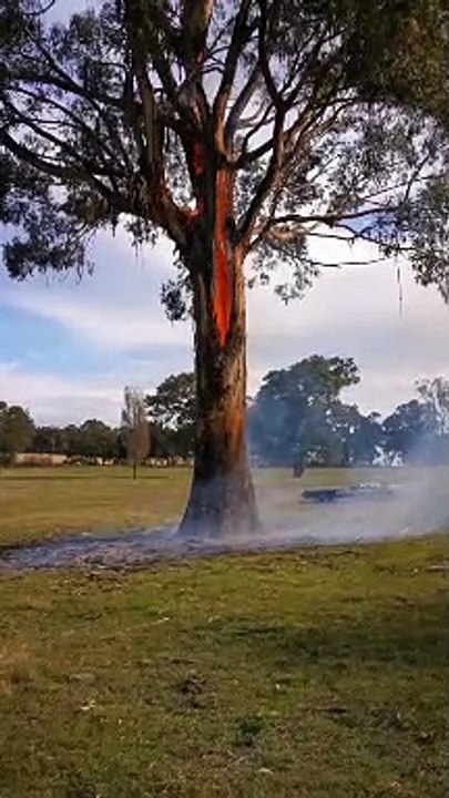 Tree Burns From Inside Out