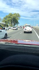Swan Mama and Her Babies Safely Herded Across Highway
