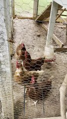 Mama Chicken Chases off Slithering Coop Intruder