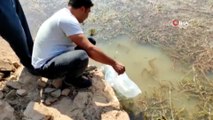 Sungurlu'da göletlere 14 bin sazan yavrusu bırakıldı