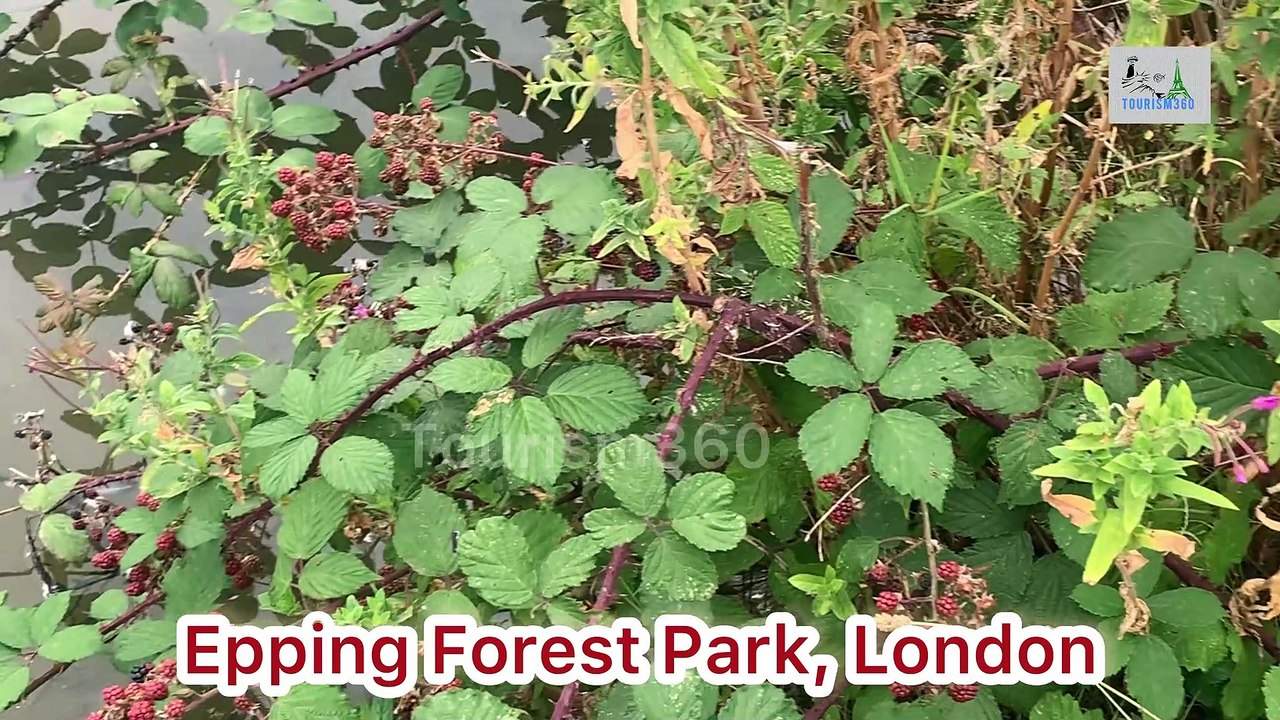 Epping Forest Park, London