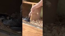 Mama Chicken Chases off Slithering Coop Intruder