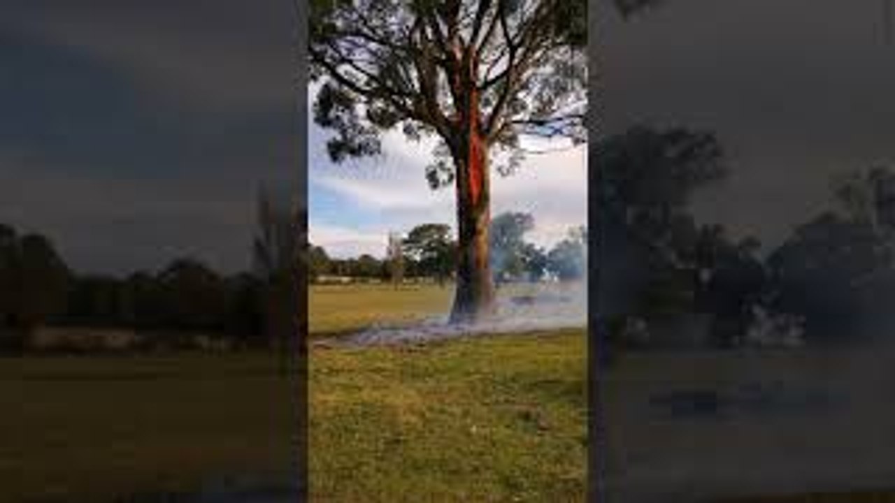 Tree Burns From Inside Out