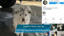 Gasolín, el perrito que trabaja en una gasolinera