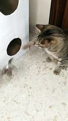 Cat Rico and Jack sparrow