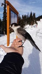 Beautiful Slow Motion Bird