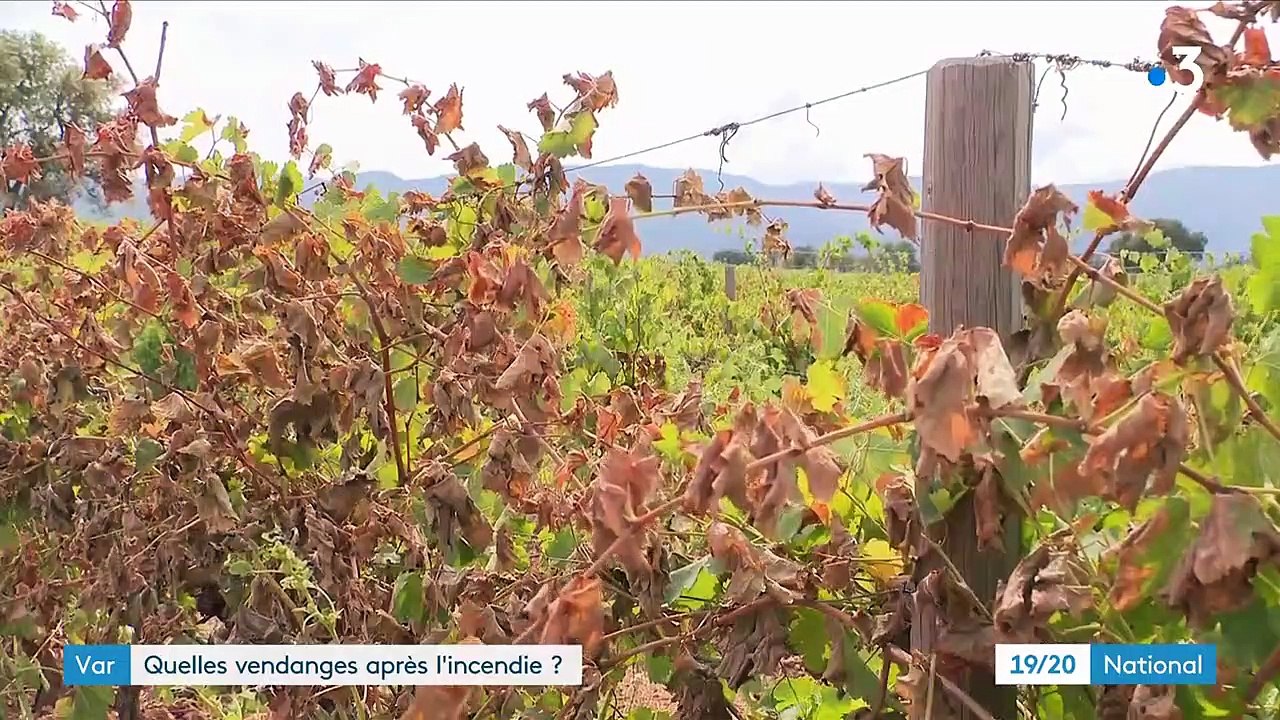 Var : quelles vendanges après l'incendie ?