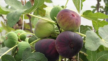 Wasps and Figs Have a Special Biological Relationship