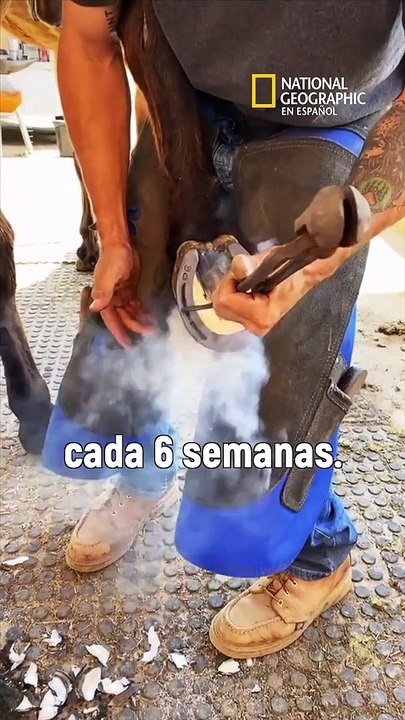Así es como le hacen la pedicure a los caballos