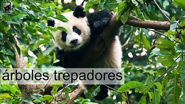 5 Datos interesantes sobre Giant Acerca de