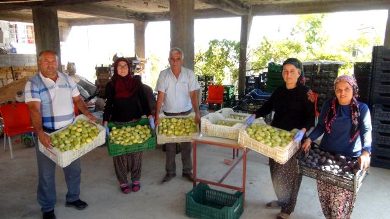 Silifke'de yaş incir 10 lira, kuru incir ise 50 liradan satılıyor