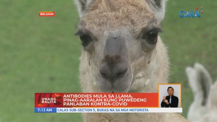 Antibodies mula llama, pinag-aaralan kung puwedeng panlaban kontra-COVID | UB