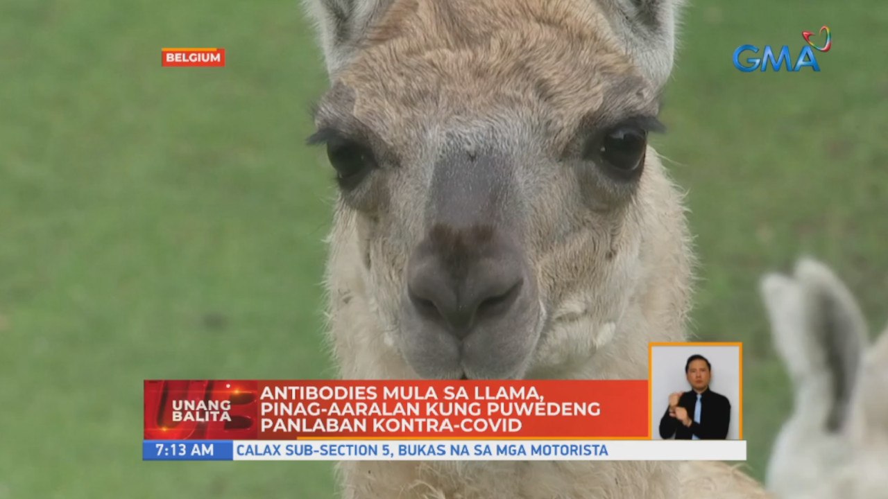 Antibodies mula llama, pinag-aaralan kung puwedeng panlaban kontra-COVID | UB