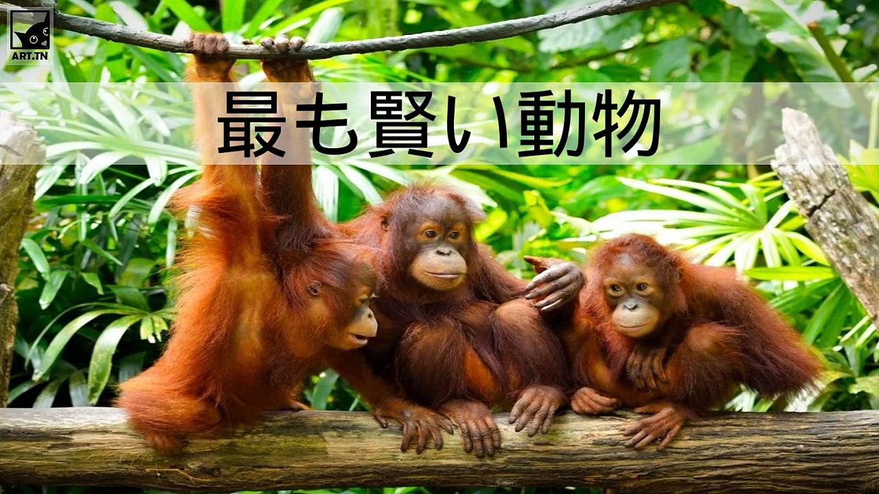 世界で一番賢い6匹の動物