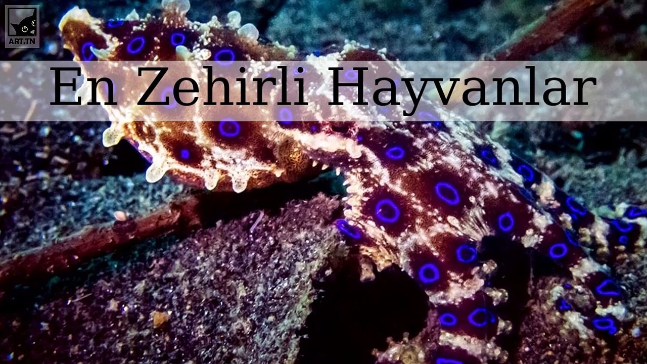 En Zehirli Hayvanlar