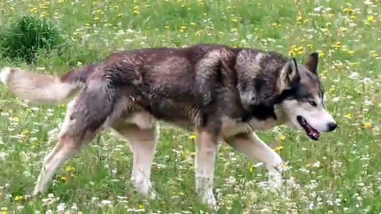 OMG ‍♂️  So cute  Dog  ❤️ Funny video  pet animal / kitten fails / vines