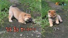 잡초 뽑는 걸 본 강아지의 행동 '일손 돕는 뽀시래기'