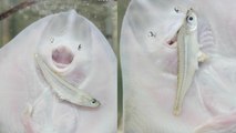 'Cute Thornback Ray Struggles to Eat his Meal *1 Million+ Views*'