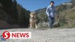 Woman guards over 100 wolves in valley of Xinjiang