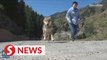 Woman guards over 100 wolves in valley of Xinjiang