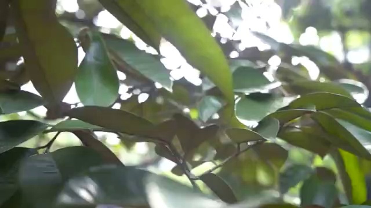 "Gớt nước miếng" với mâm Xôi Xá Xíu của Trường Giang | Vào Bếp Cùng Giang