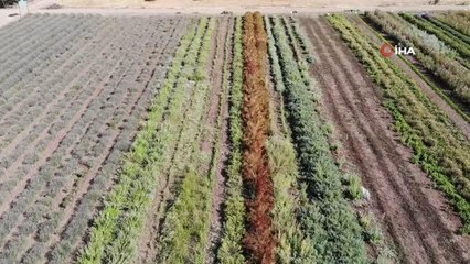 Bu bitkiler sayesinde bal üretimi iki katına çıkıyor