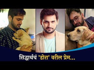 Siddharth Chandekar's love for Dora | सिद्धार्थ चांदेकरच पेट प्रेम  | Lokmat CNX Filmy