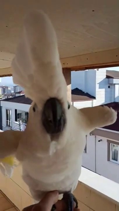 canavar bulut mahalledeki kuşları korkutuyor